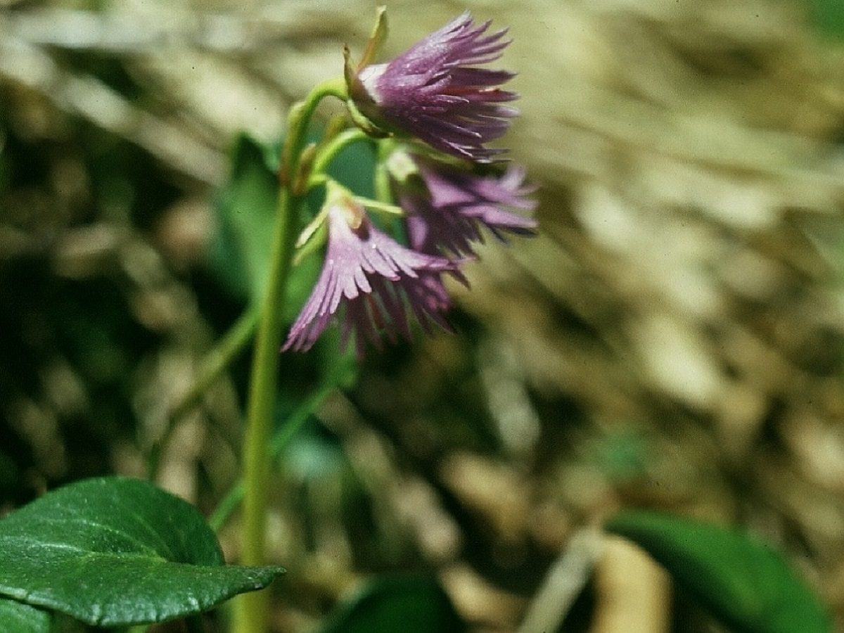 Soldanella alpina subsp. alpina (Primulaceae)